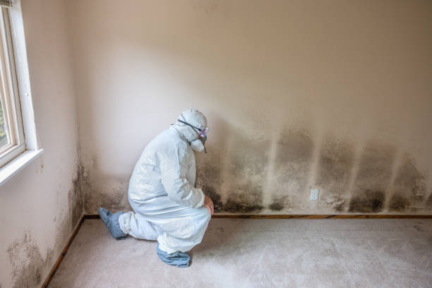 Best Bathroom Mold Remediation in Brilliant, AL